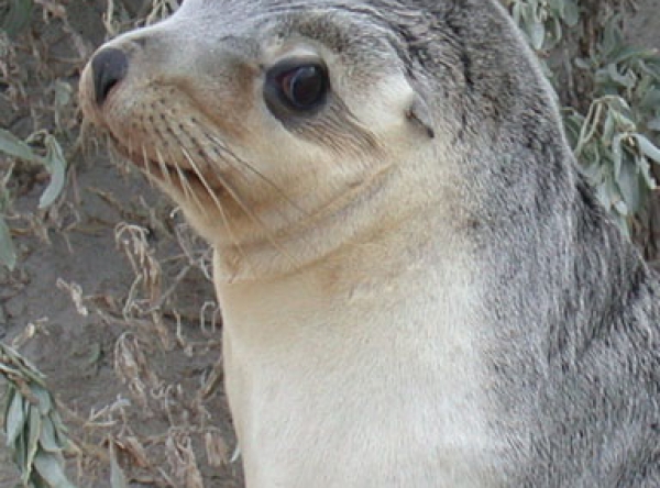 Kangaroo Island Tours